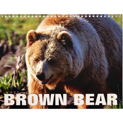 Brown Bears 2027 Wall Calendar