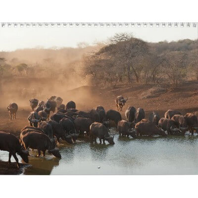 Buffalo 2027 Wall Calendar