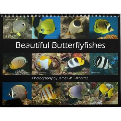Butterflyfishes 2027 Wall Calendar