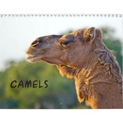 Camels 2027 Wall Calendar