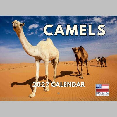 Camels 2027 Wall Calendar
