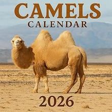 Camels 2026 Calendar