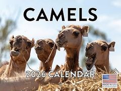 Camels 2026 Calendar