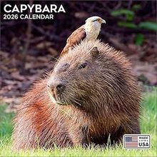 Capybaras 2026 Wall Calendar