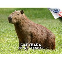Capybaras 2026 Wall Calendar