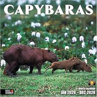 Capybaras 2026 Wall Calendar