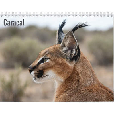 Caracal 2027 Wall Calendar