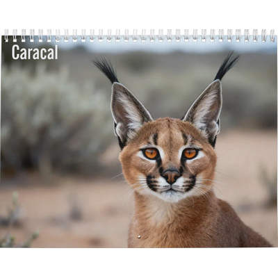 Caracal 2027 Wall Calendar