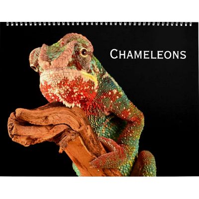 Chameleons 2027 Calendar