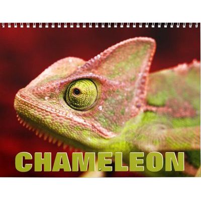Chameleons 2027 Calendar