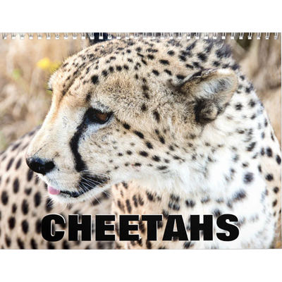 Cheetahs 2027 Calendar