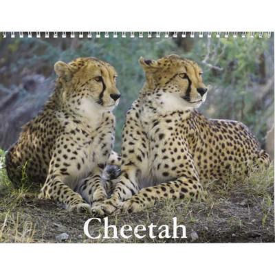 Cheetahs 2027 Calendar