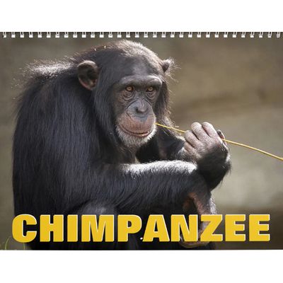 Chimpanzees 2027 Calendar