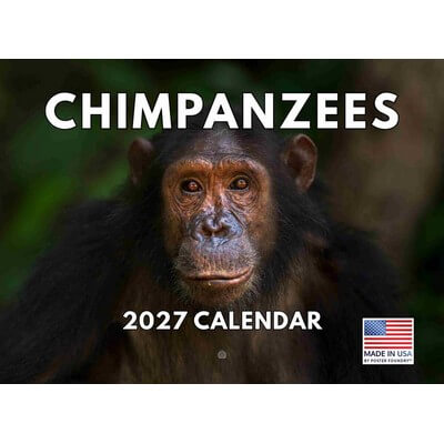 Chimpanzees 2027 Wall Calendar