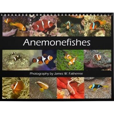 Anemonefishes 2027 Wall Calendar