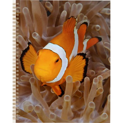 Clownfish - Molokai, North Shore Cliff Planner