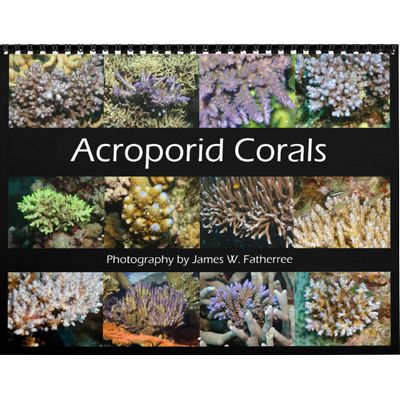 Acroporid Corals 2027 Wall Calendar