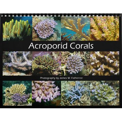 Acroporid Corals 2027 Wall Calendar