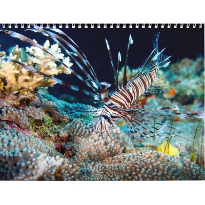 Coral Sea 2027 Wall Calendar