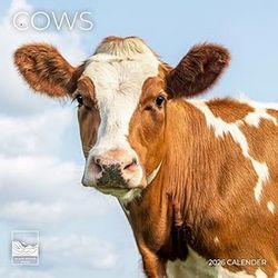 Cows 2026 Calendar