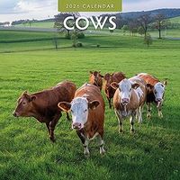 Cows 2026 Calendar