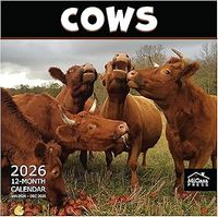 Cows 2026 Calendar