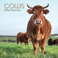 Cows 2026 Calendar