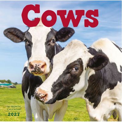 Cows 2027 Calendar