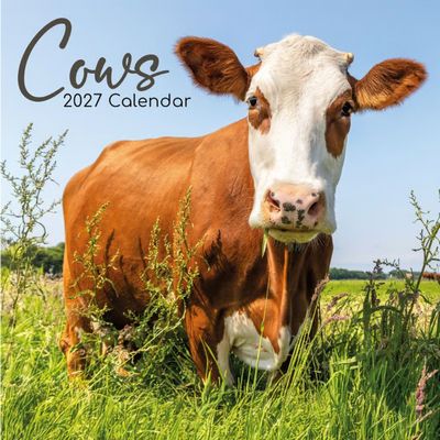 Cows 2027 Calendar