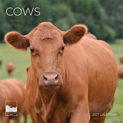 Cows 2027 Wall Calendar