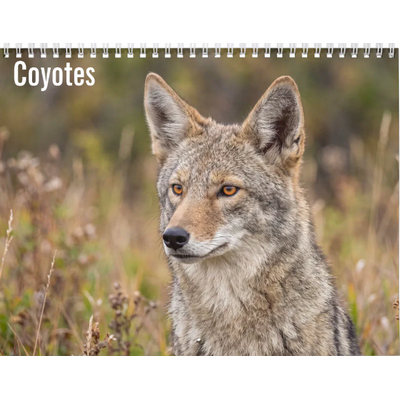 Coyotes 2027 Calendar