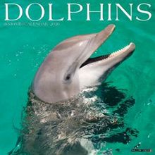 Dolphins 2026 Wall Calendar