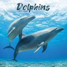 Dolphins 2026 Wall Calendar