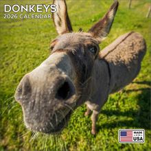Donkeys 2026 Calendar