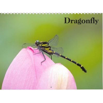 Dragonflies 2027 Wall Calendar