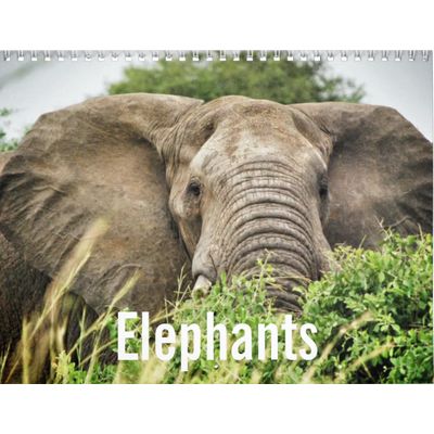 Elephants 2027 Wall Calendar