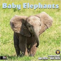 Baby Elephants 2026 Wall Calendar