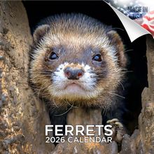 Ferrets 2026 Wall Calendar