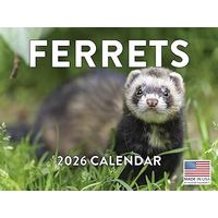 Ferrets 2026 Wall Calendar