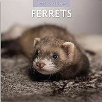Ferrets 2026 Wall Calendar