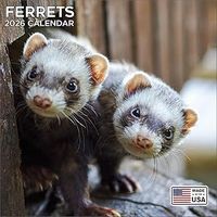 Ferrets 2026 Wall Calendar
