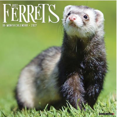 Ferrets 2027 Wall Calendar