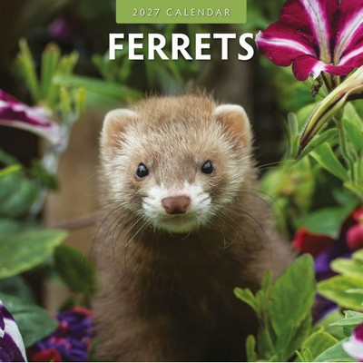 Ferrets 2027 Wall Calendar