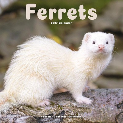Ferrets 2027 Wall Calendar