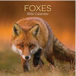 Foxes 2026 Wall Calendar