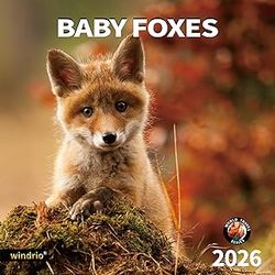 Baby Foxes 2026 Calendar