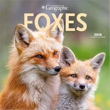 Foxes 2026 Calendar