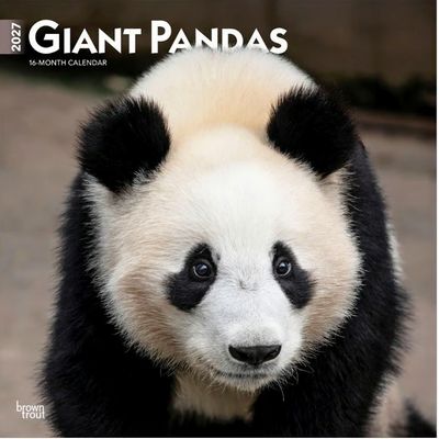 Giant Pandas 2027 Wall Calendar