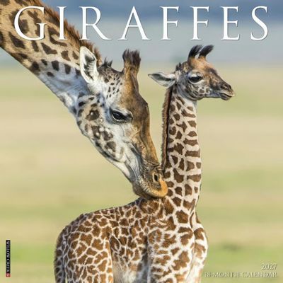 Giraffes 2027 Wall Calendar