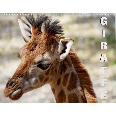 Giraffe 2027 Wall Calendar